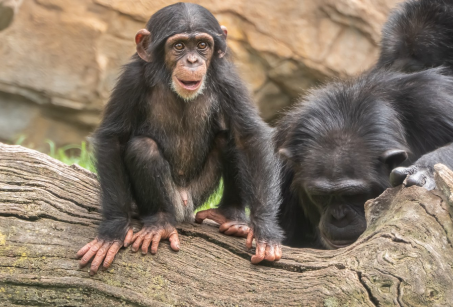 Şempanzenlerin Kullanmış Olduğu Dil Keşfedildi