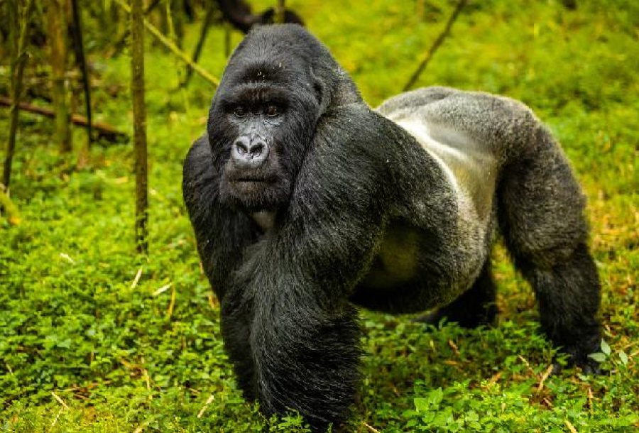 Goriller Ot Yiyerek Nasıl Kaslı Oluyorlar?